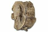 Cretaceous Fossil Ray-Finned Fish (Xiphactinus) Vertebra - Kansas #331052-1
